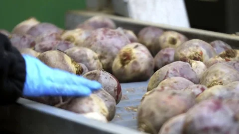 Sorting red beet on packing line in wholesale Stock Footage 80983577