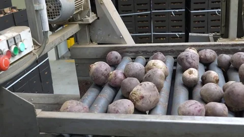 Sorting red beet on packing line in wholesale Stock Footage 80987637