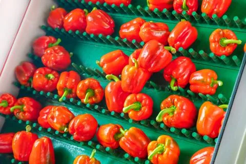 Sorting of red bell peppers on a conveyor belt 스톡 사진