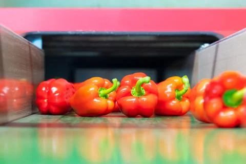 Sorting of red bell peppers during harvest Foto stock