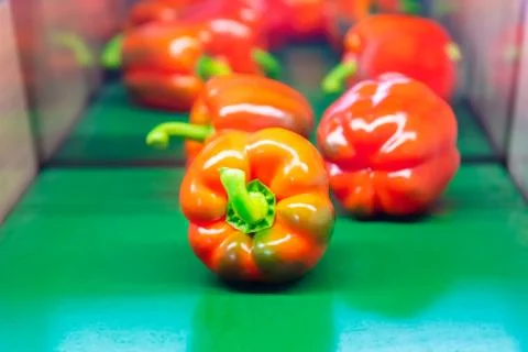 Sorting of red bell peppers during harvest Stock Photos