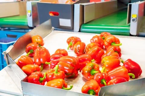 Sorting of red bell peppers during harvest Stock Photos