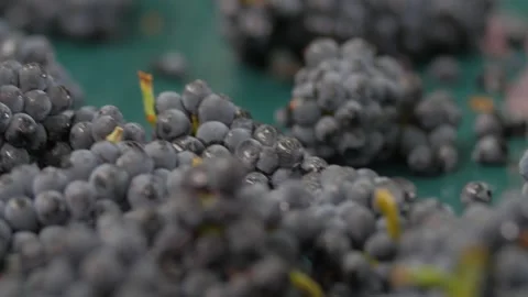 Sorting red grapes Video stock 303137252