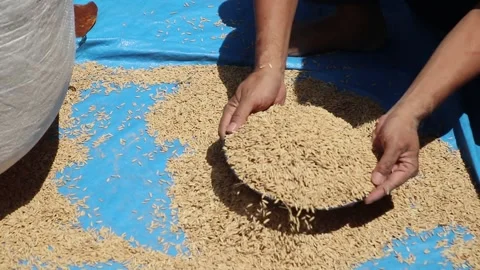 Sorting rice seeds before being sown by farmers. Global food sustainability Video stock 306031126
