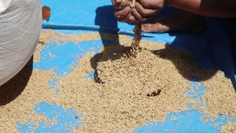 Sorting rice seeds before being sown by farmers. Global food sustainability Stock Footage 306031129