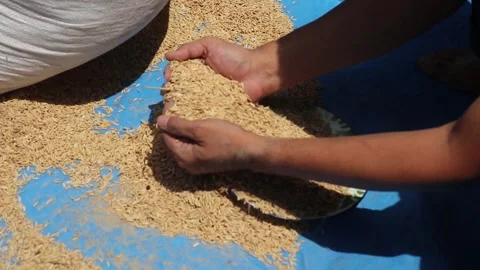 Sorting rice seeds before being sown by farmers. Global food sustainability Stock Footage 306031130