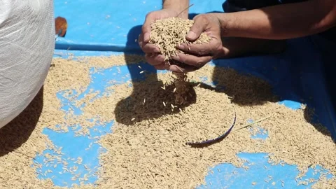 Sorting rice seeds before being sown by farmers. Stock Footage 306031131