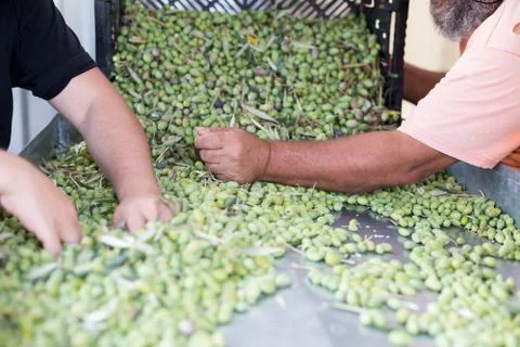 Sorting the ripe green olives Stock Photos