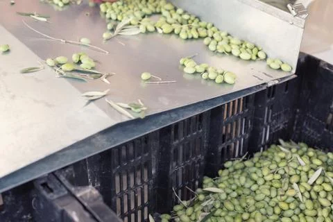 Sorting the ripe green olives Stock Photos