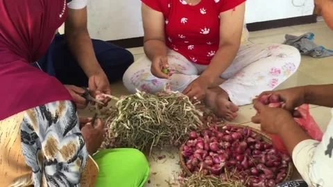 Sorting Shallots Stock Footage 130732457