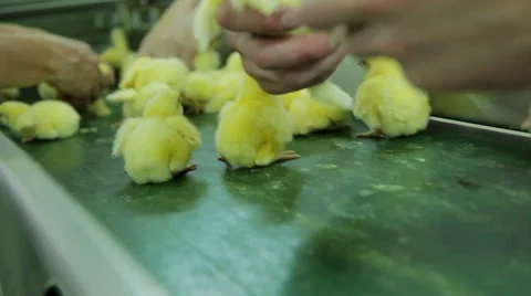 Sorting Small chicks in Factory Video stock 59978647