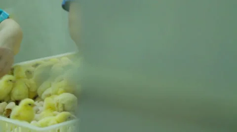 Sorting Small chicks in a Factory Vídeos de archivo 59979108