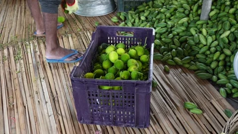 Sorting Spiny Gourds Stock-Footage 344309358