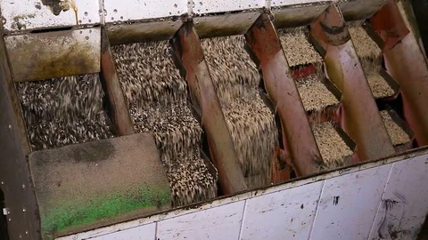 Sorting sunflower seeds into grains and husks Stock Footage 128603765