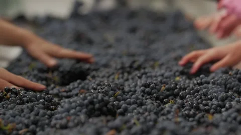 Sorting table grapes Video stock 303137491