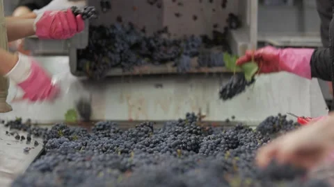 Sorting table grapes Video stock 303137536