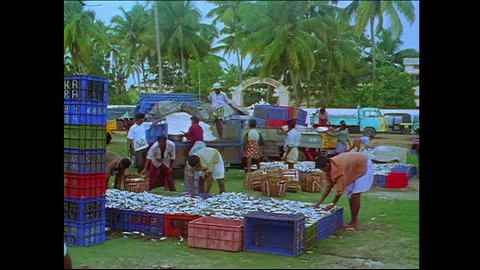 Sorting through the fish caught for the day in Kerala, India Video stock 240055641