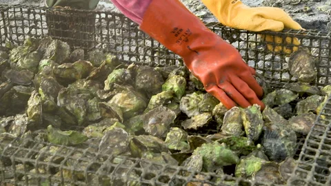 Sorting through fresh oysters Stock Footage 233207871