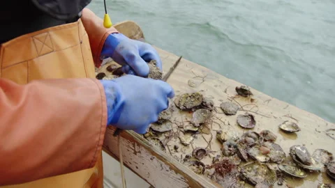 Sorting through the scallop catch 스톡 동영상 171297126