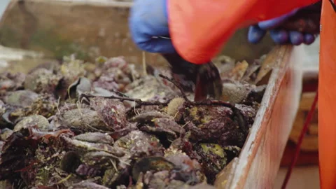 Sorting through the scallop catch in slow motion 스톡 동영상 171296956