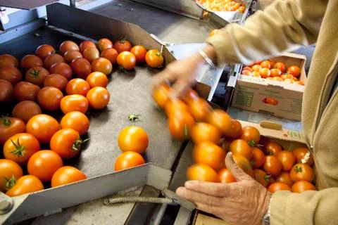 Sorting Tomatoes Stock Photos