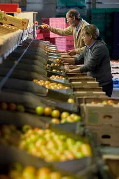 Sorting Tomatoes Foto stock