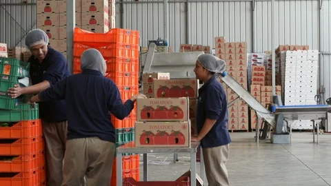 Sorting vegetables in the warehouse of a vegetable farm. Workers with Stock Footage 129683227