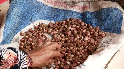 Sorting of wet cardamom spices or Javanese Kapulaga for drying process. Stock Footage 231974713