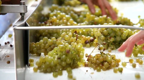 Sorting Wine Grapes on Conveyor Stock Footage 860426