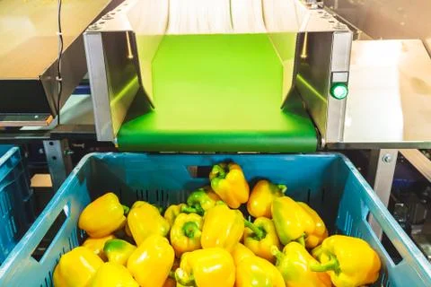 Sorting of yellow bell peppers during harvest Stock Photos