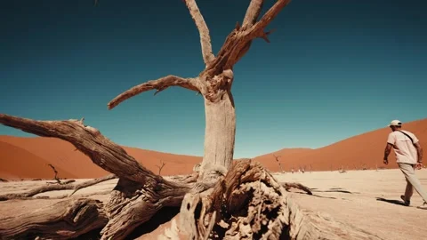 Sossusvlei and Deadvlei . Namibia. Stockbeeldmateriaal 299945056