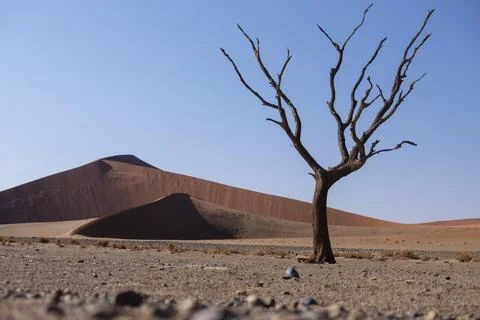 Sossusvlei, Namibia desert dead tree Fotos Stock
