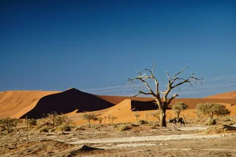 Sossusvlei Namibia, an Oryx Stock Photos