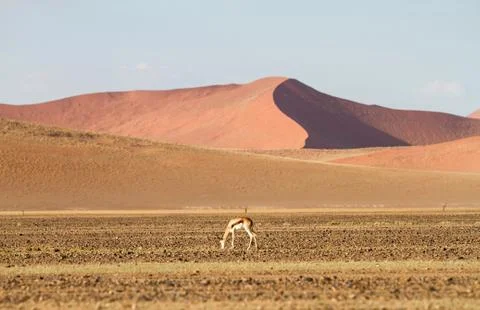 Sossusvlei park, namibia Stock Photos