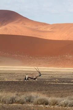 Sossusvlei park, namibia Stock Photos