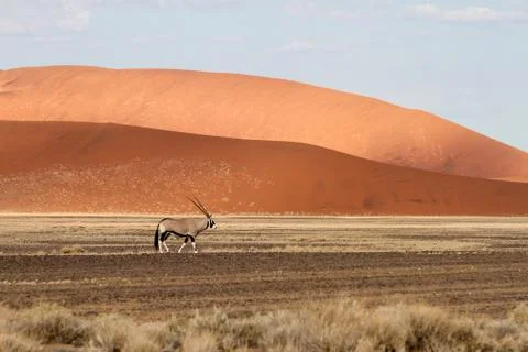 Sossusvlei park, namibia Stock Photos