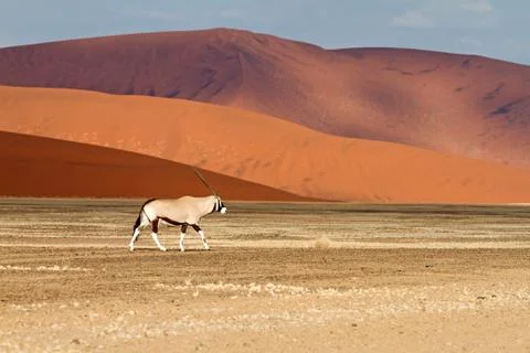 Sossusvlei park, namibia Stock Photos