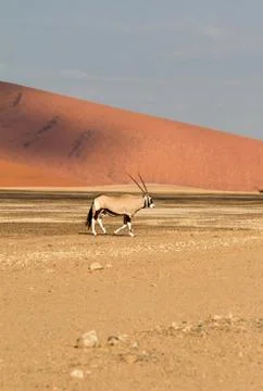 Sossusvlei park, namibia Stock Photos