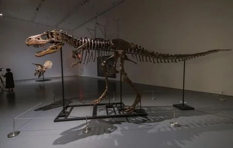 Sotheby's Preview of Full Dinosaur Skeleton Auction, New York, USA - 05 Jul 2022 Stock Photos