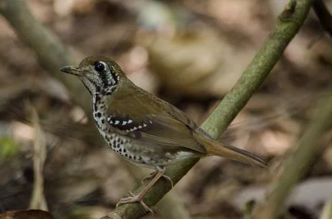 Sotted winged thrush Foto stock