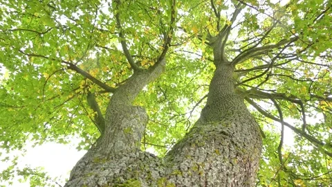 Sotto l'albero, under the tree Stock Footage 167496977