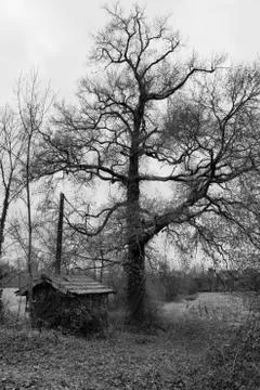 The soul of an old tree Stock Photos