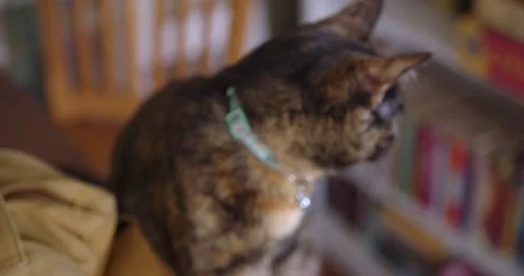 Soulful Cat Stock Footage 297012497