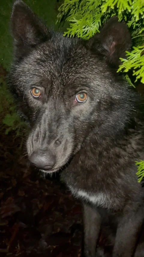 Soulu The Wolf Doesn't Want To Be Disturbed, Ukraine, Sumy - 10 Dec 2022 Stock Footage 229974889