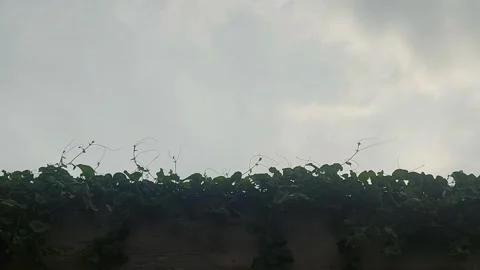 Sound of Bird under Sky Stock-Footage 307602739