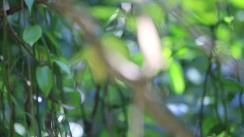 The sound of birds crowing, Stock Footage 252865528