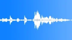The sound of birds in tropical jungleSound Effect