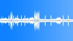 The sound of birds in tropical jungleSound Effect