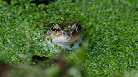With sound Common frog Rana temporia croaking close up Stock Footage 108073335