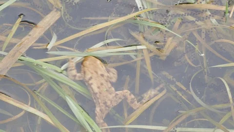 With sound Common toad Bufo bufo male moving through spawning pond Video stock 108076186